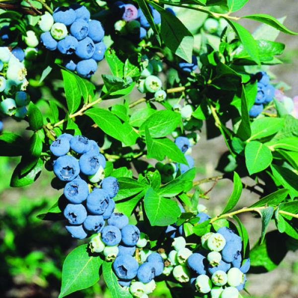 blue crop