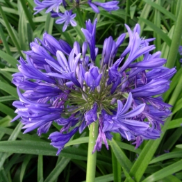 AGAPANTHUS EVER SAPPHIRE
