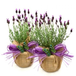 BEAUTIFUL PAIR OF FRENCH LAVENDERS