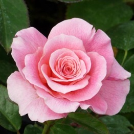 ROSE TICKLED PINK 