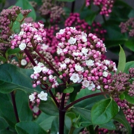 FRAGRANT VIBURNUM