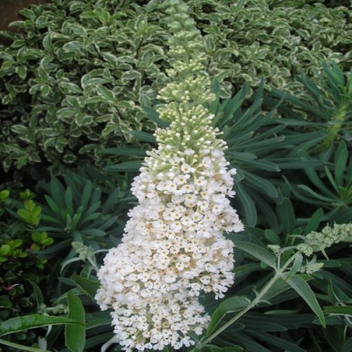BUDDLEJA IVORY