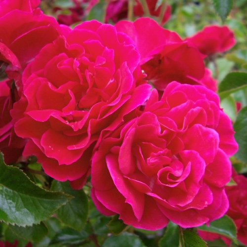 ROSE  RUBY (Flower Carpet)