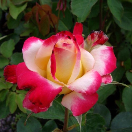 ROSE DOUBLE DELIGHT 