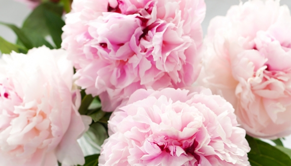 Beautiful Plant Gifts For Anniversaries