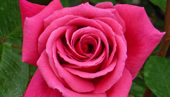 50th Birthday Rose
