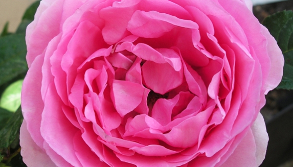 50th Birthday Rose Giftaplant
