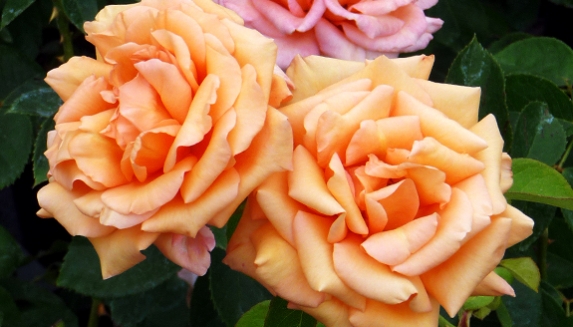 Buy Rose Happy 70th From Giftaplant