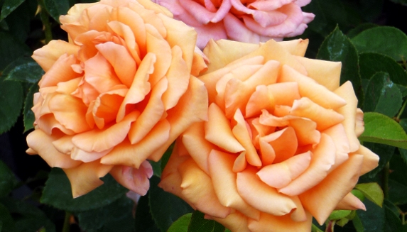 Birthday Rose For 70th Birthday