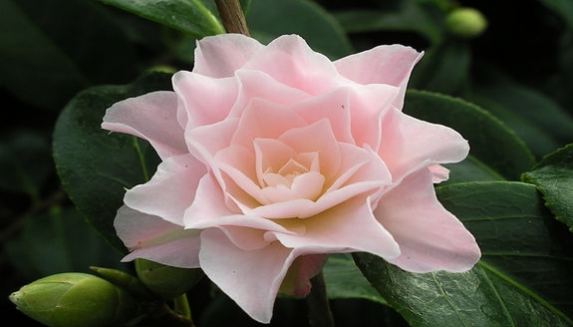Plant Gifts For Birthdays