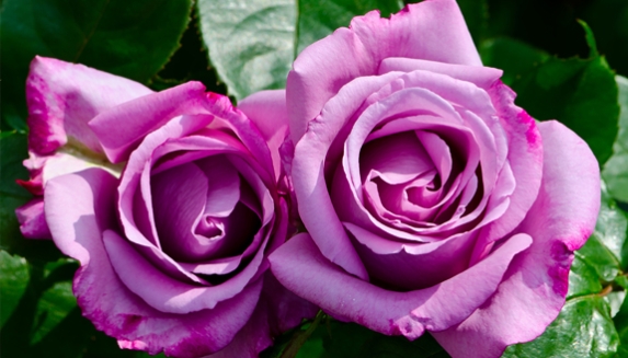 Roses, Plant Gifts For All Birthday Occasions