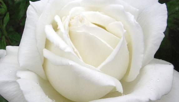 Diamond 60th Anniversary Rose