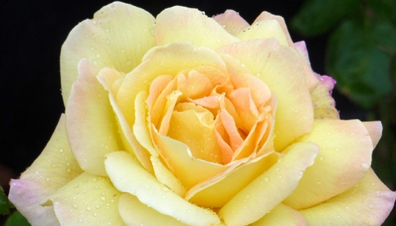 Golden Wedding Rose Gifts