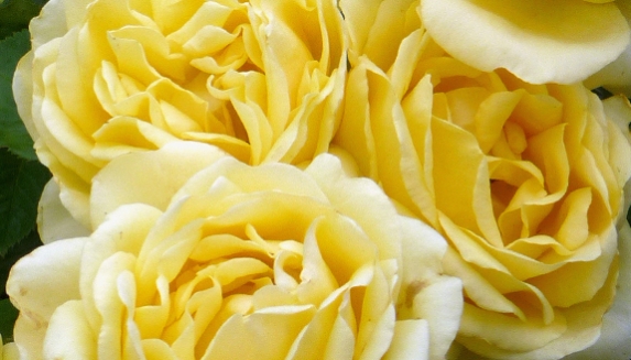 Rose Golden Wedding Next Day Delivery