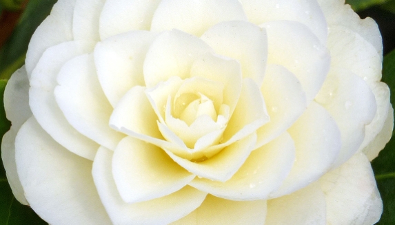 Plants For A Golden Wedding
