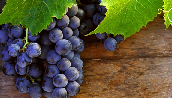 Grow Your Own Grape Vine