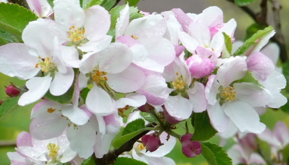 Memorial Roses Sympathy Flowers