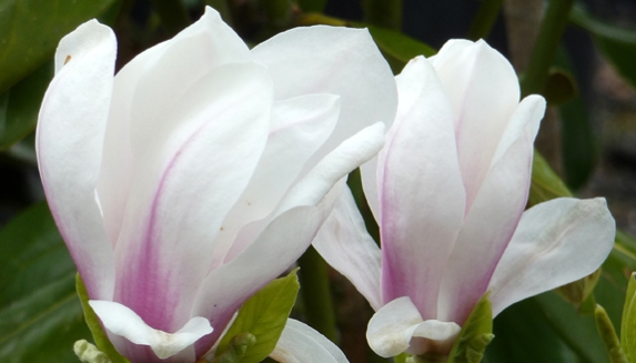 Plants For Memorials For Christmas
