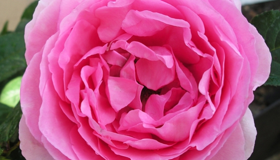 Mothers Day Roses