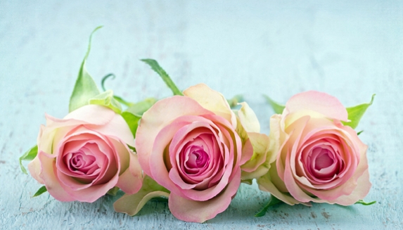 New Seasons Roses
