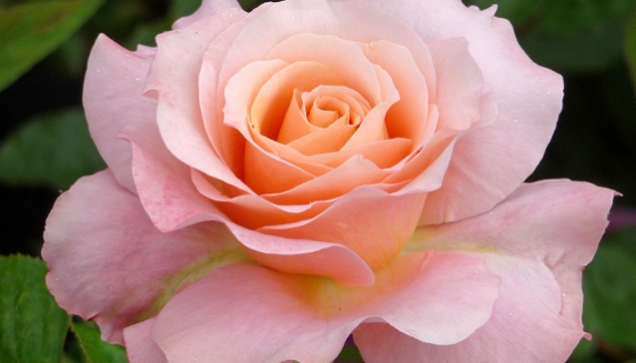 Personalised Birthday Rose