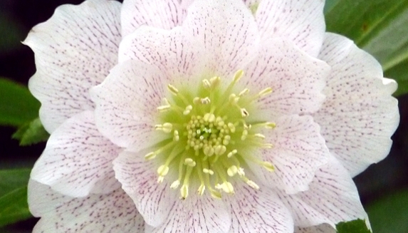 New Seasons Plant Gifts For All Occasions