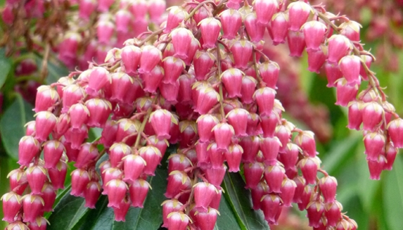 Buy Plant Gifts Online From Giftaplant