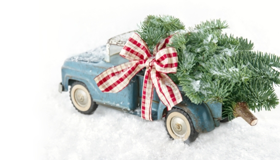 Christmas Plant Gifts Delivered