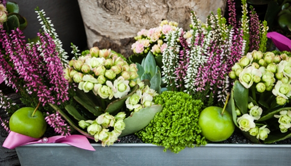 Christmas Plants & Christmas Plant Gifts