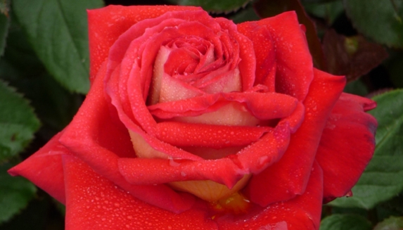 Ruby Wedding Roses