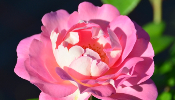 Wedding Anniversary Roses