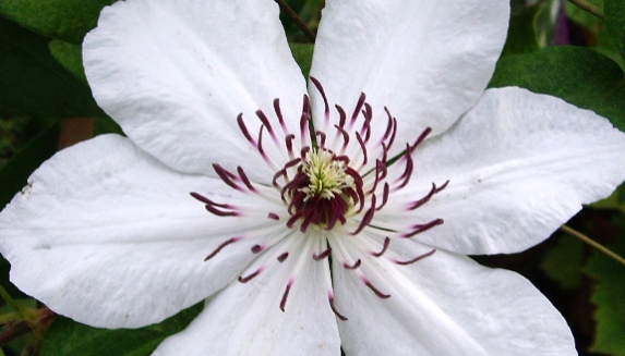 Silver Anniversary Rose