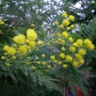 ACACIA MIMOSA PLANT