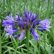 AGAPANTHUS NORTHERN STAR