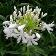 AGAPANTHUS QUEEN MUM