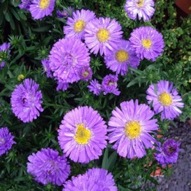 ASTER SAPPHIRE BLUE FLOWERS