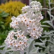 BUDDLEIA SILVER ANNIVERSARY