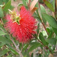 AUSTRALIAN  BOTTLE BRUSH