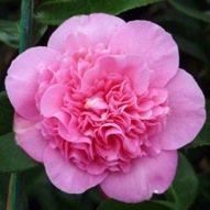 CAMELLIA DEBBIE 