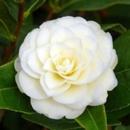 CAMELLIA GOLDEN ANNIVERSARY