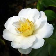 CAMELLIA SILVER ANNIVERSARY