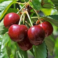 FRUITY  PATIO CHERRY TREE