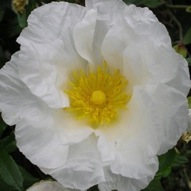 CISTUS PAPER MOON