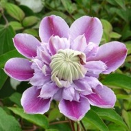 CLEMATIS JOSEPHINE