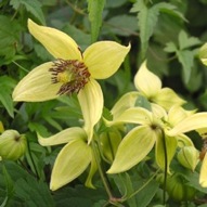 CLEMATIS GOLDEN HARVEST