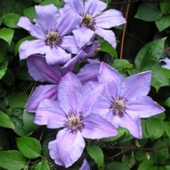 CLEMATIS HAPPY ANNIVERSARY