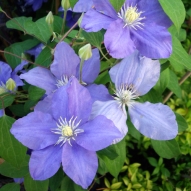 CLEMATIS JENNY 