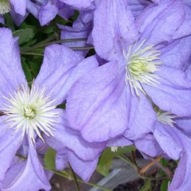 Clematis prince charles