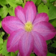 CLEMATIS PINK CHAMPAGNE