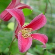 CLEMATIS PRINCESS DIANA